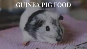 Choosing The Best Guinea Pig Food
